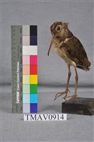 藏品(彩鷸)的圖片